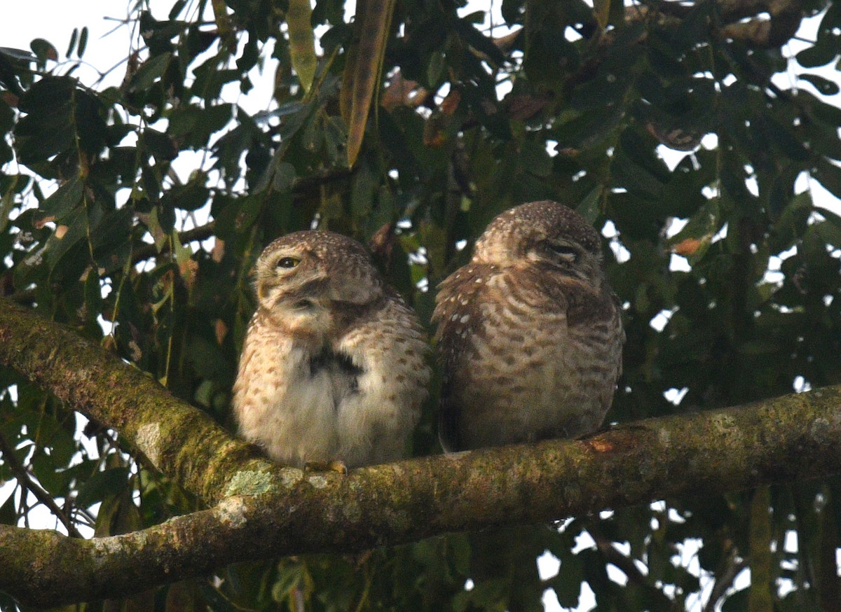Spotted Owlet - ML612964902