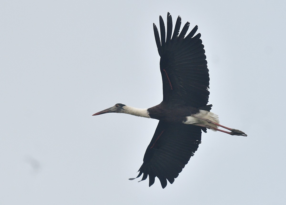 Asian Woolly-necked Stork - Rofikul Islam