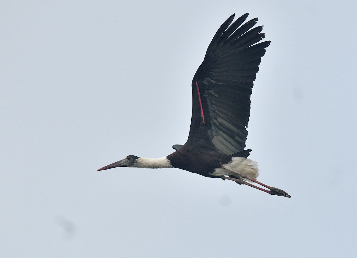 Asian Woolly-necked Stork - ML612964914