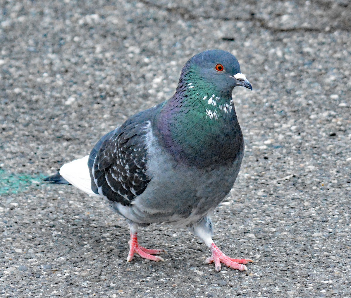 Rock Pigeon (Feral Pigeon) - ML612965095