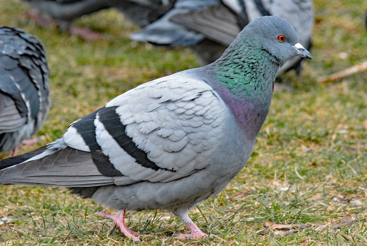 Rock Pigeon (Feral Pigeon) - ML612965099