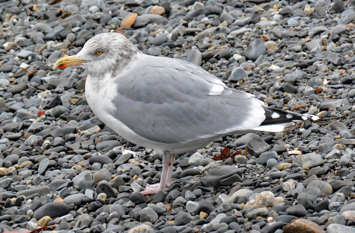 Herring Gull (American) - ML612965102