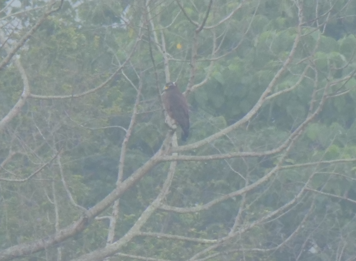 Crested Serpent-Eagle - ML612965552