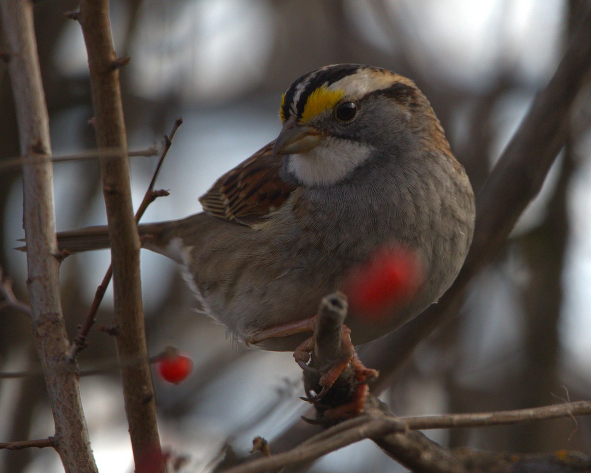 White-throated Sparrow - ML612965929