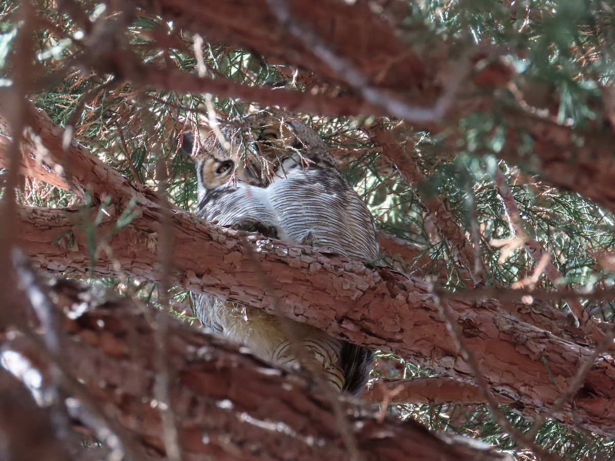 Great Horned Owl - ML612966043