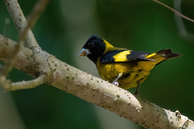 Black-headed Siskin