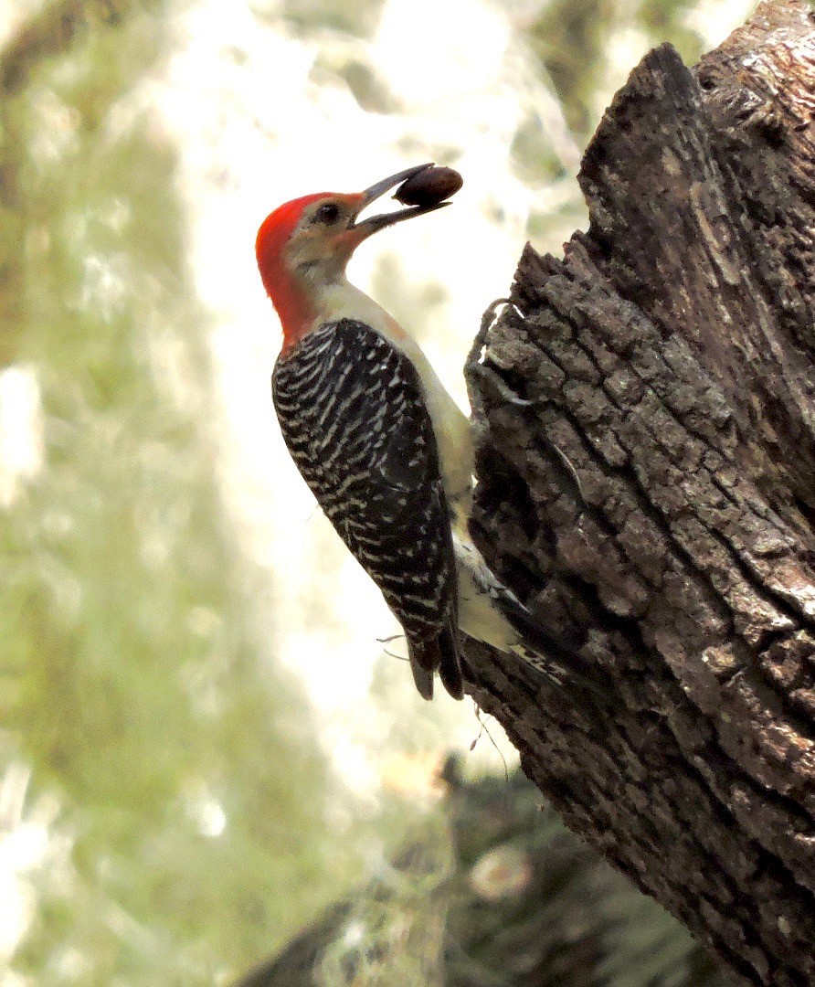 Red-bellied Woodpecker - ML61296631
