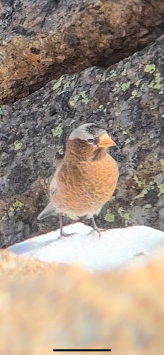 Gray-crowned Rosy-Finch - ML612967165
