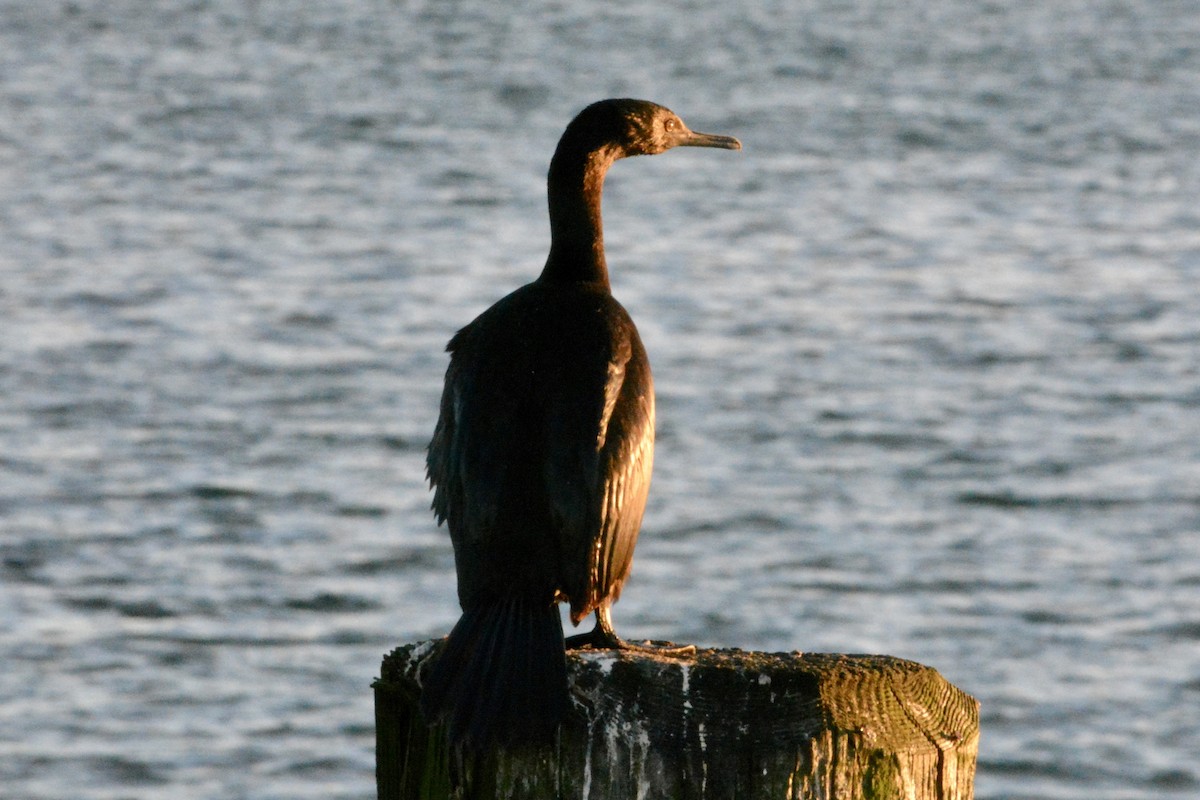 EBird Checklist 1 Jan 2024 White Rock Pier 22 Species   1200