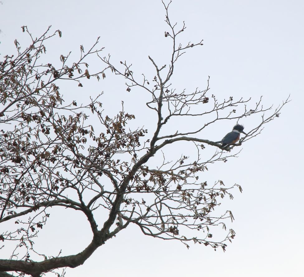 Belted Kingfisher - ML612968259