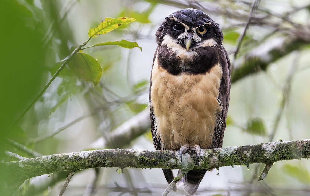Spectacled Owl - ML612968728