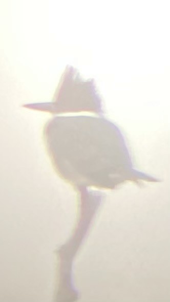 Belted Kingfisher - ML612968907