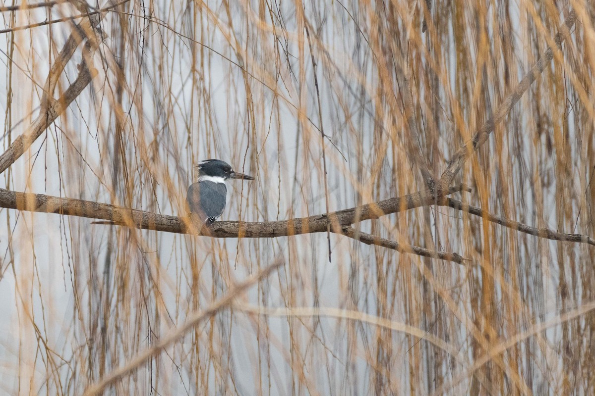 Belted Kingfisher - ML612968978