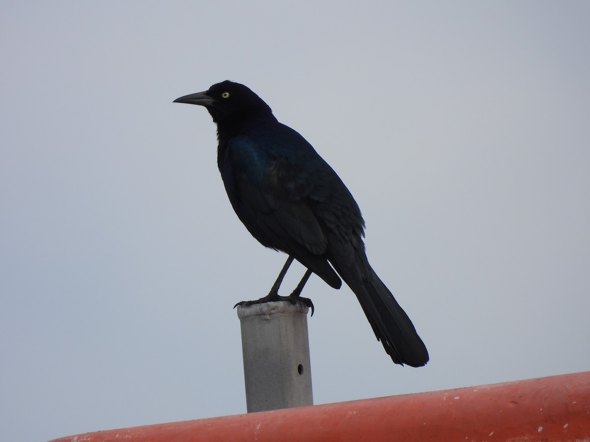 Boat-tailed Grackle - ML612969076
