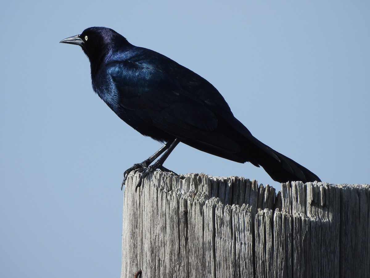 Boat-tailed Grackle - ML612969086