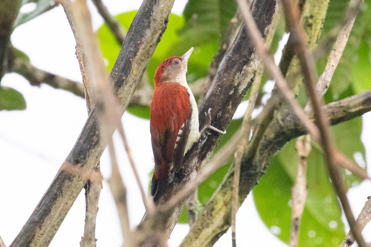 Scarlet-backed Woodpecker - ML612969142