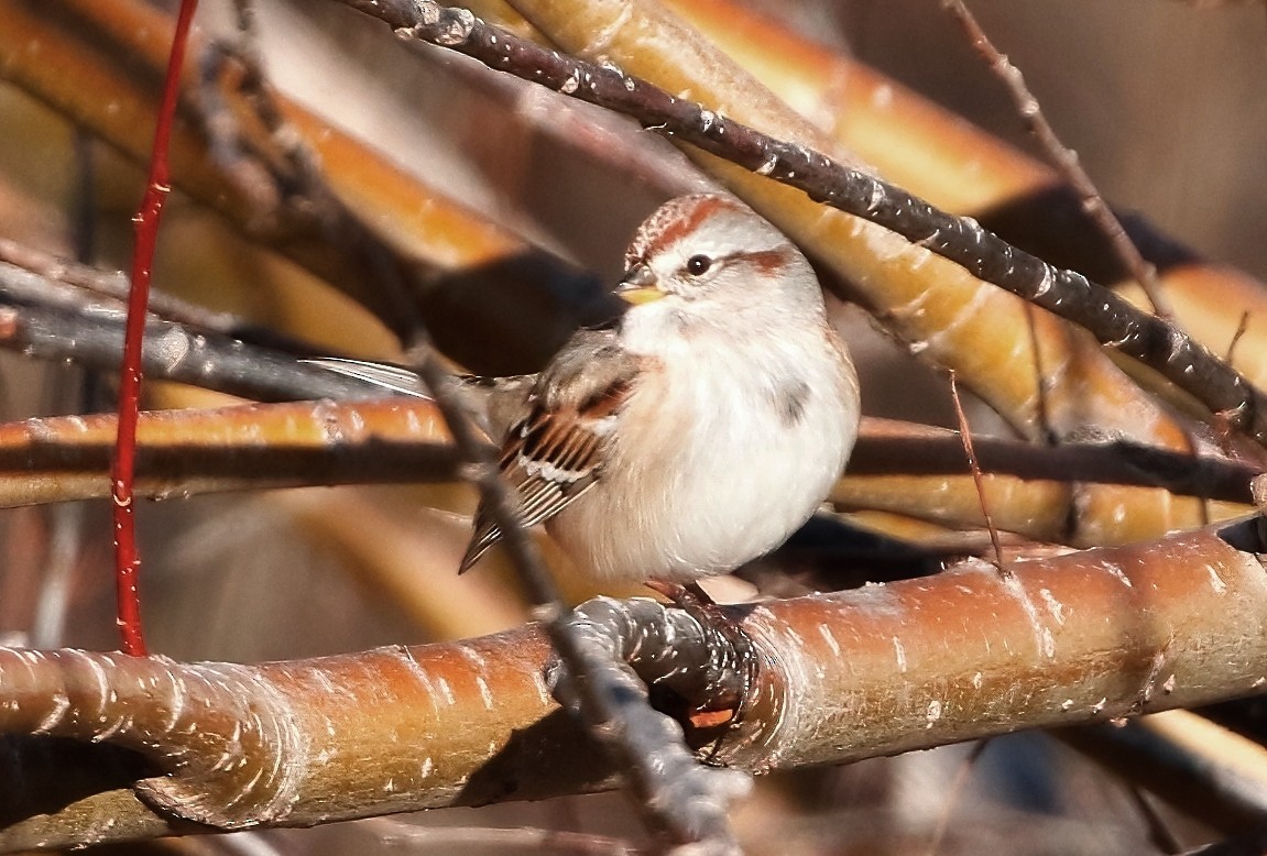 American Tree Sparrow - ML612969147