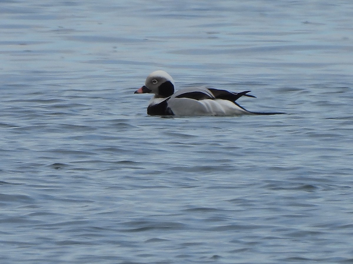 Long-tailed Duck - ML612969190