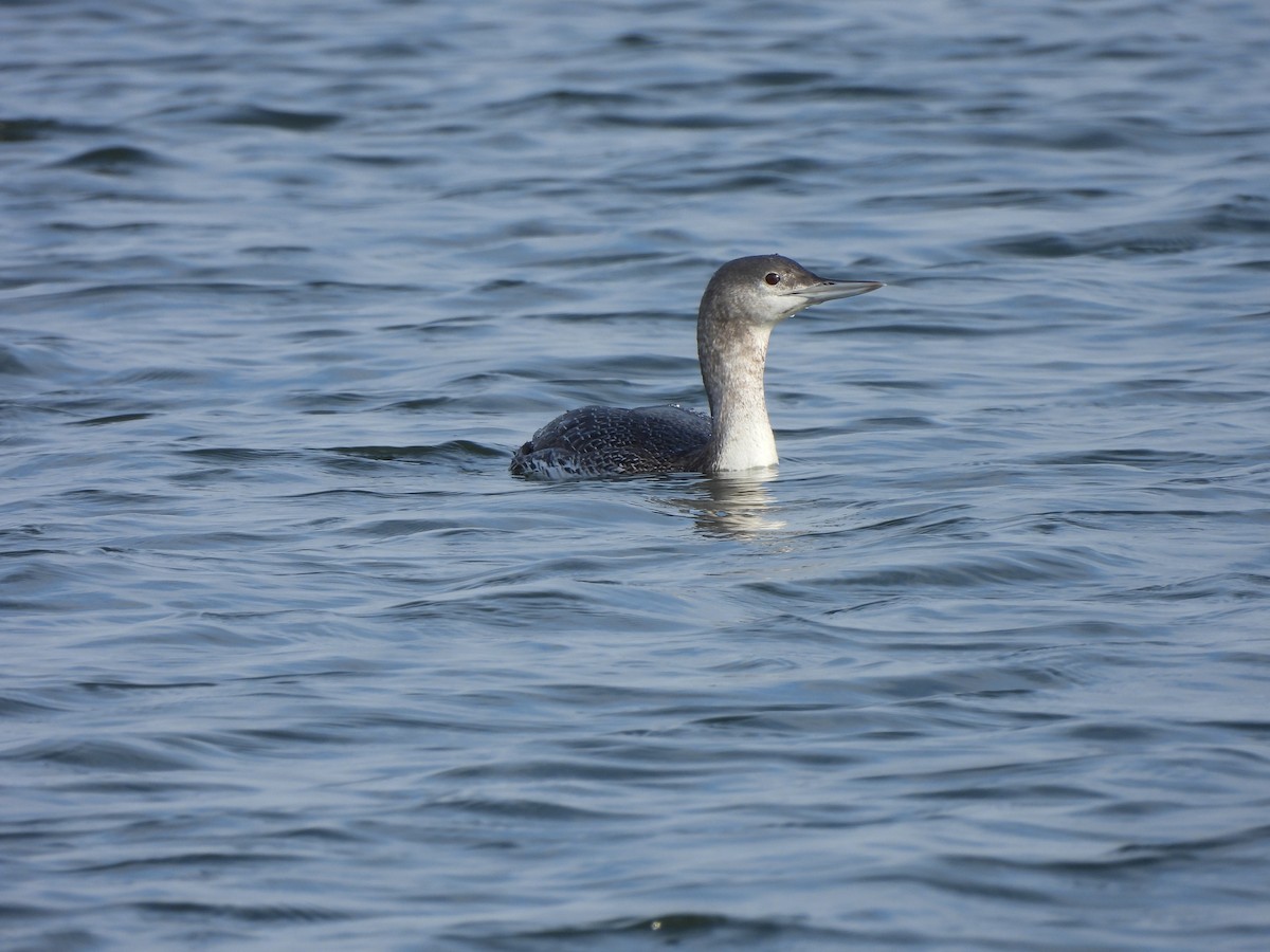 Red-throated Loon - ML612969226