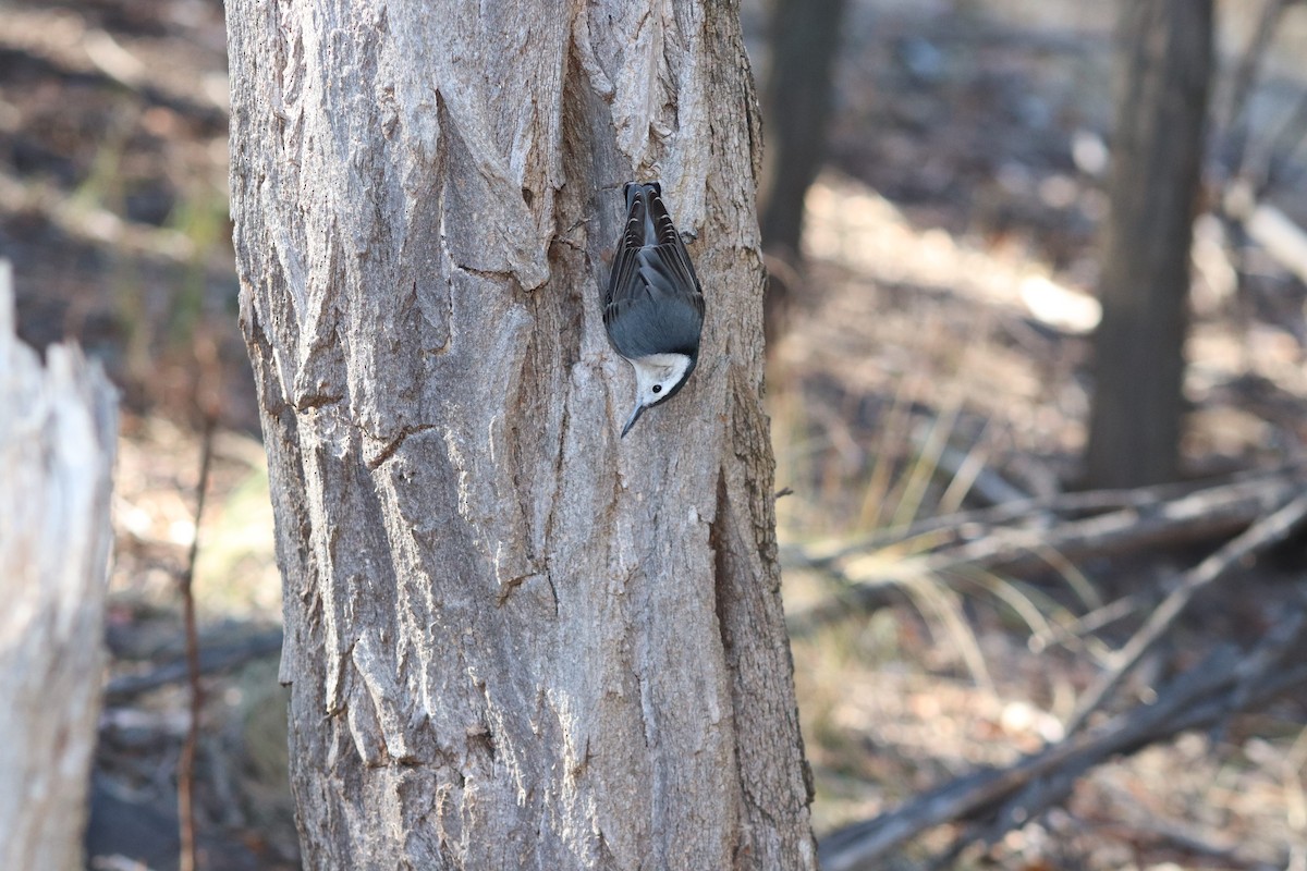 White-breasted Nuthatch - ML612969238
