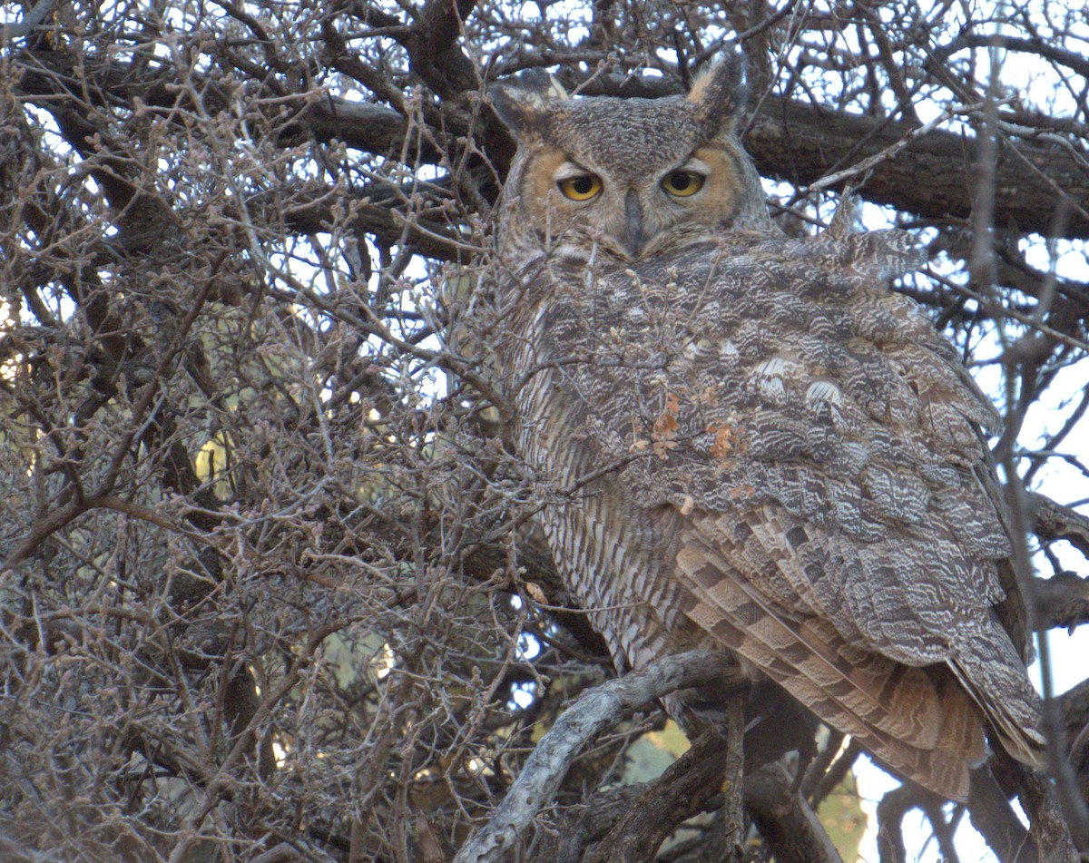 Great Horned Owl - ML612969274