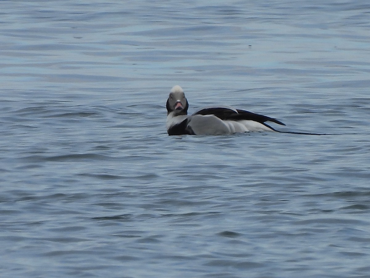 Long-tailed Duck - ML612969312