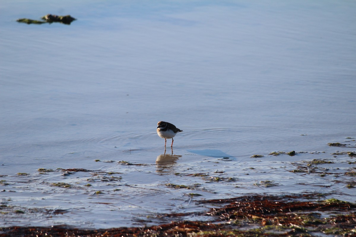 Semipalmated Plover - ML612969433