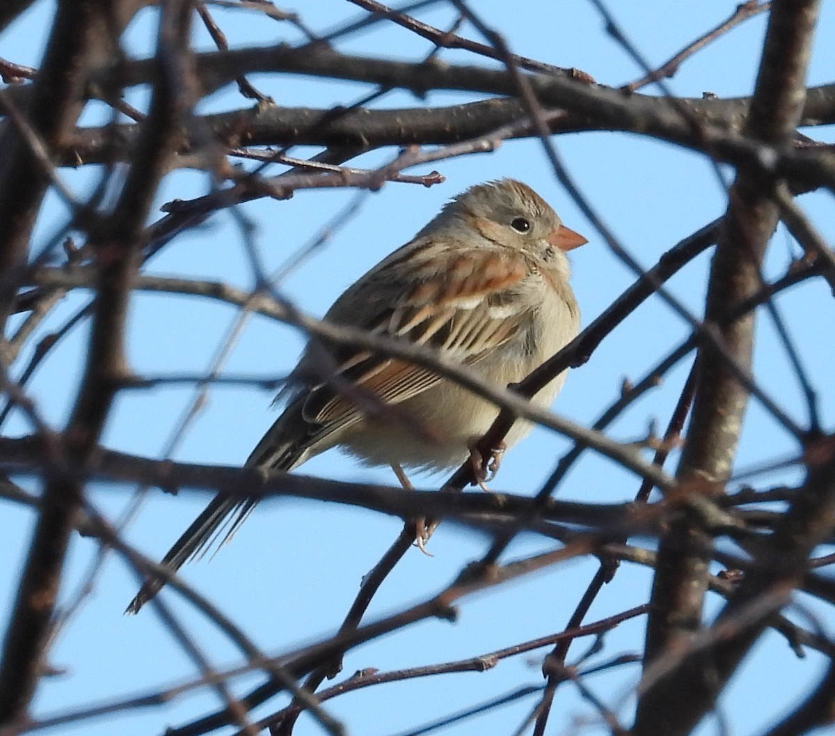 Field Sparrow - ML612969479