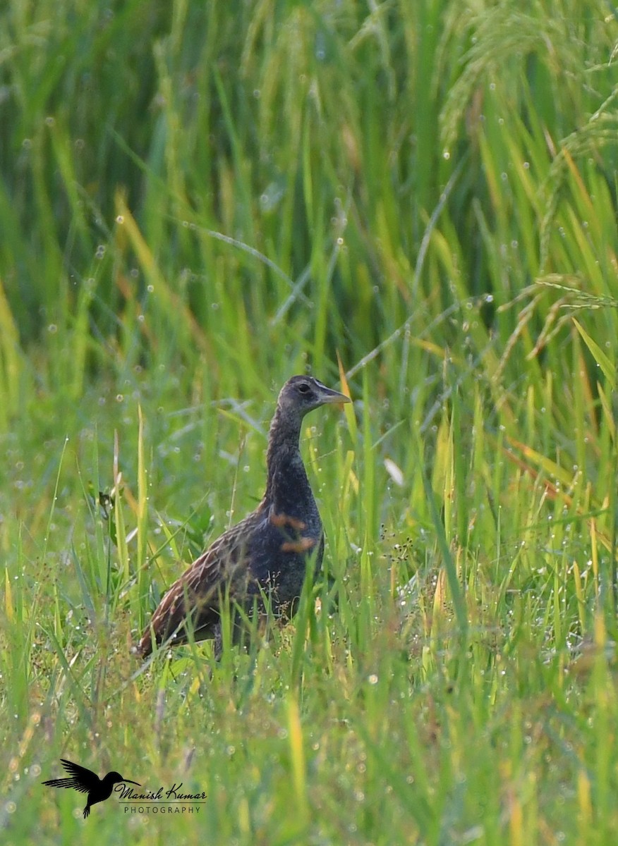 Ebird checklist 15 may 2019 ic nagar pandabpur eastern woodlands