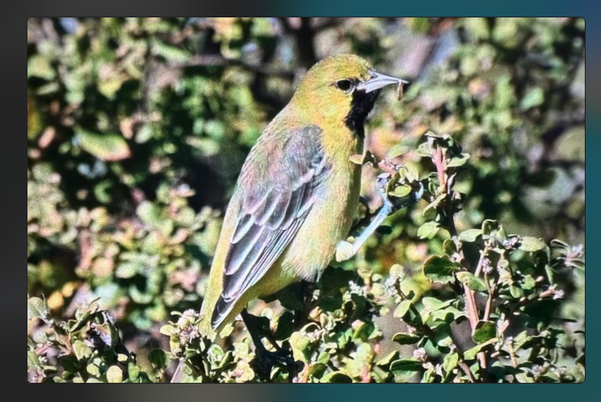 Orchard Oriole - ML612969940
