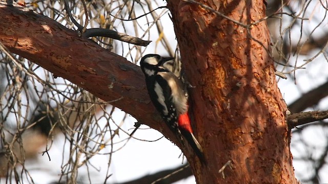 Great Spotted Woodpecker - ML612969959