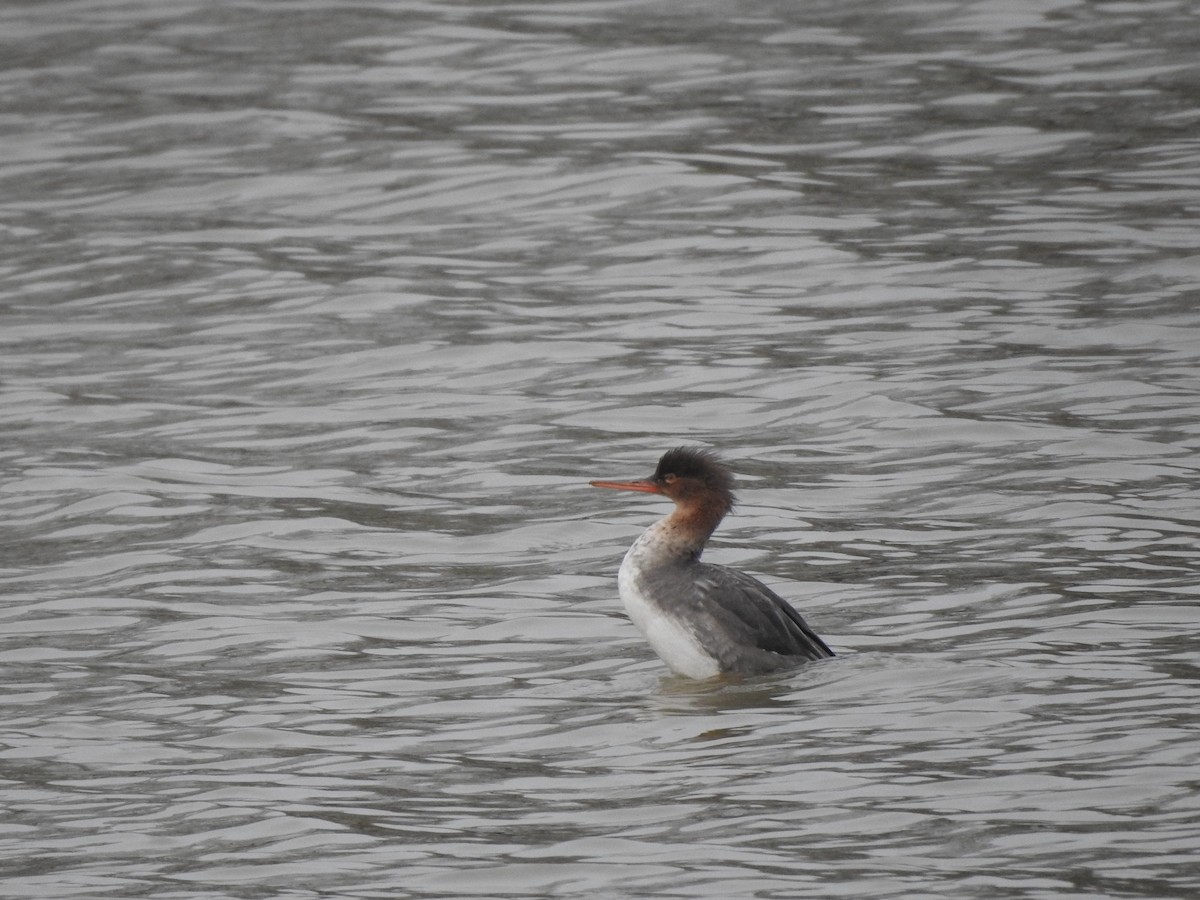 Red-breasted Merganser - Colby Gillies