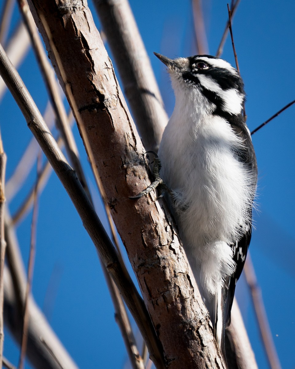 Downy Woodpecker (Rocky Mts.) - ML612970428