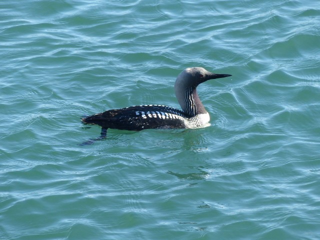 Pacific Loon - Ron Smith
