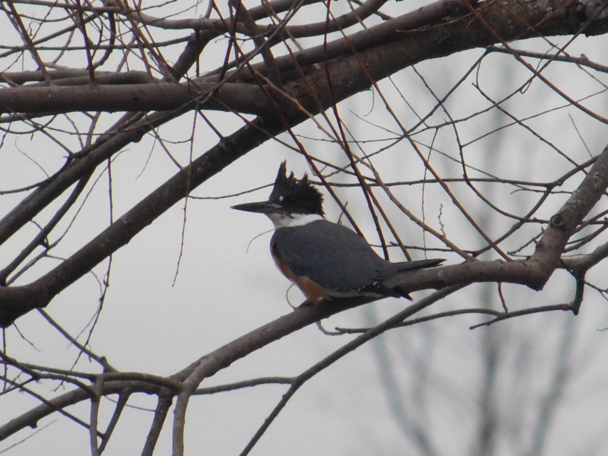 Belted Kingfisher - ML612970749