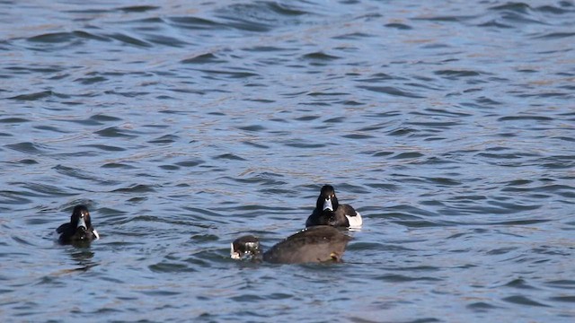 Tufted Duck - ML612970824