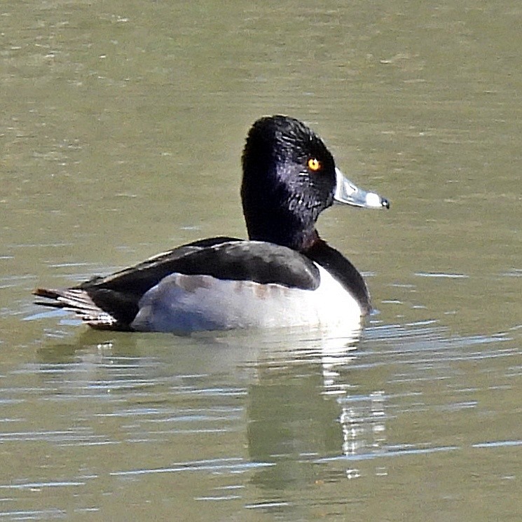 Ring-necked Duck - ML612970880