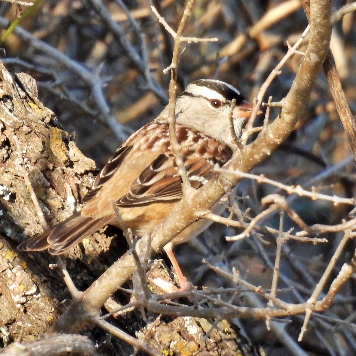 White-crowned Sparrow - ML612970985