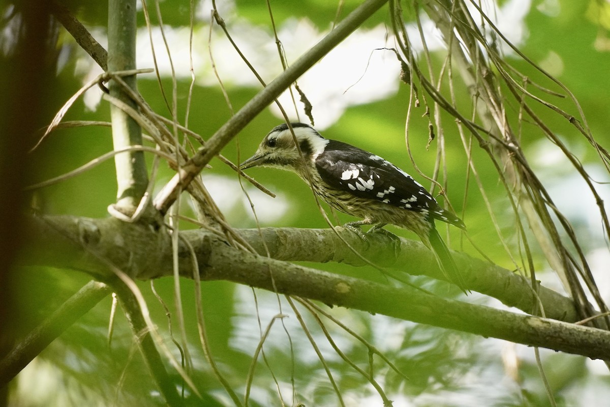 Gray-capped Pygmy Woodpecker - Cassie  Liu