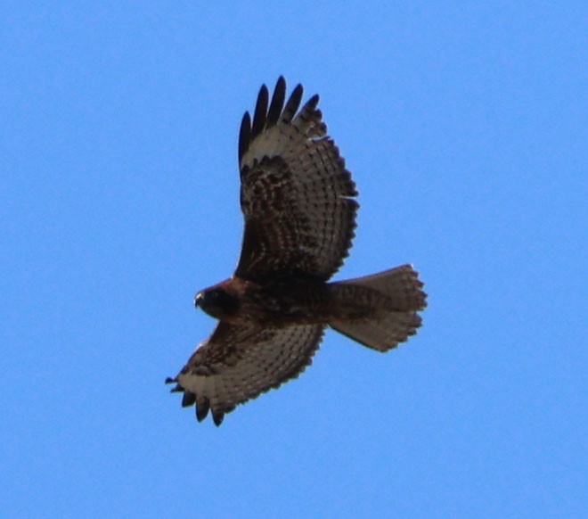 Red-tailed Hawk - ML612971143