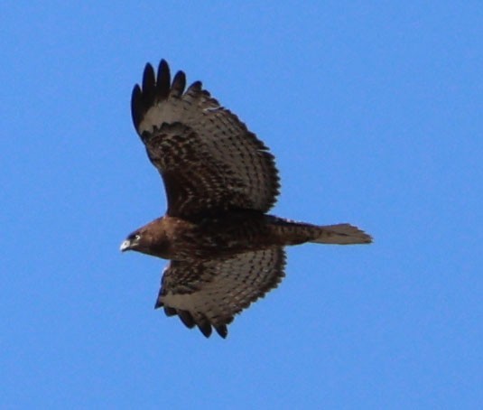 Red-tailed Hawk - ML612971144