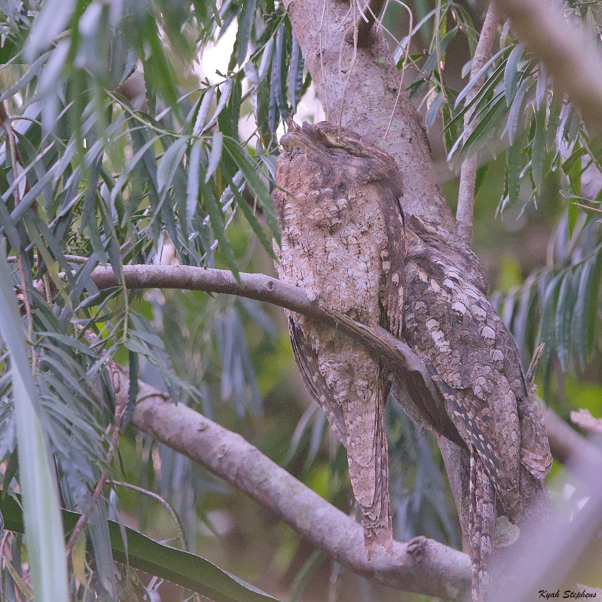 Papuan Frogmouth - ML612971321