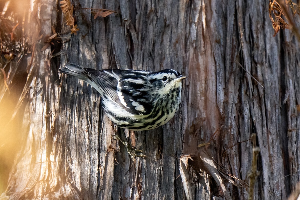 Black-and-white Warbler - ML612971342