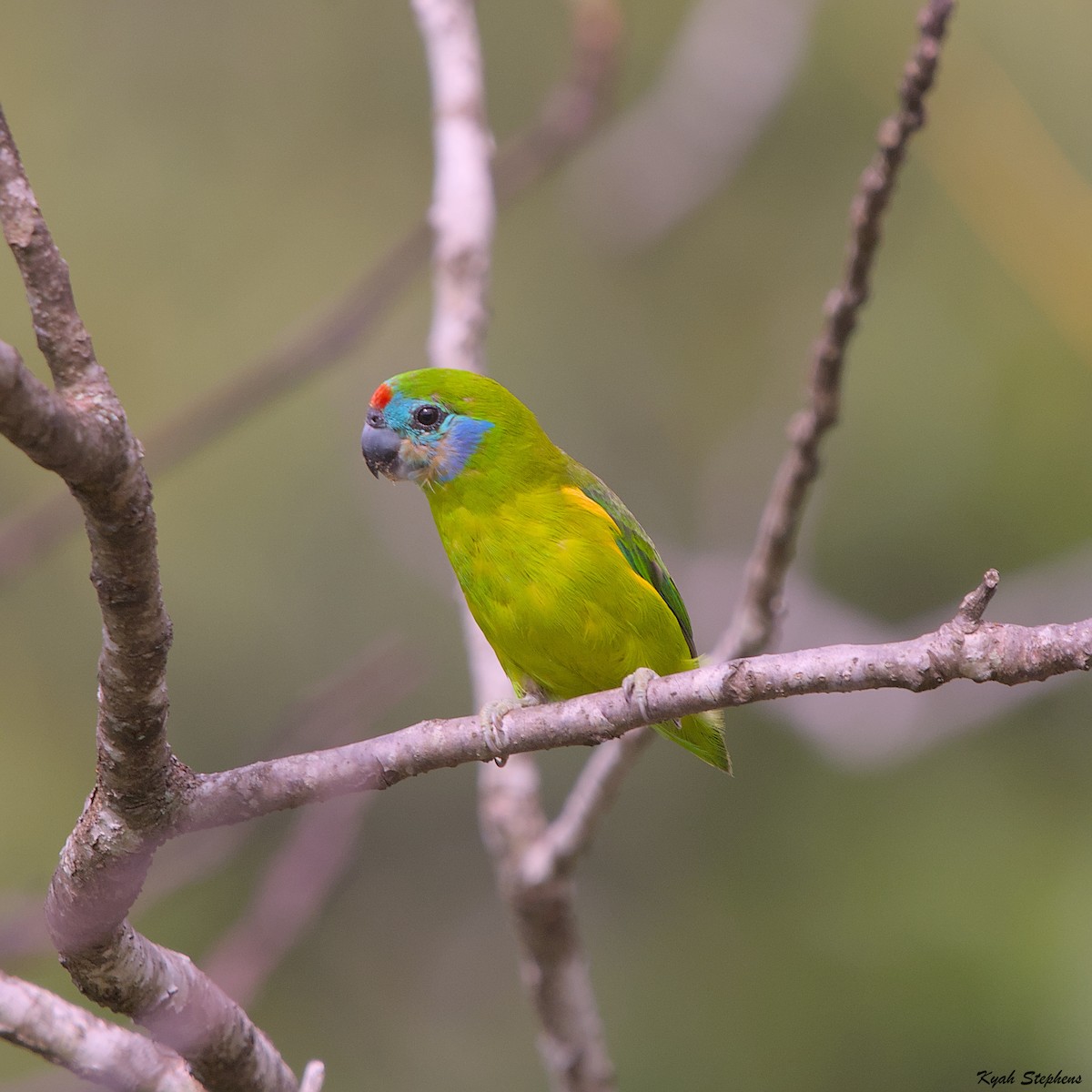 Double-eyed Fig-Parrot - ML612971348