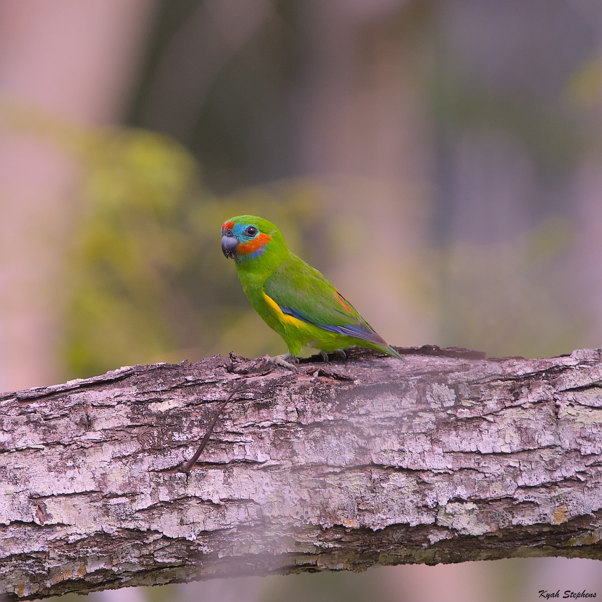 Double-eyed Fig-Parrot - ML612971350