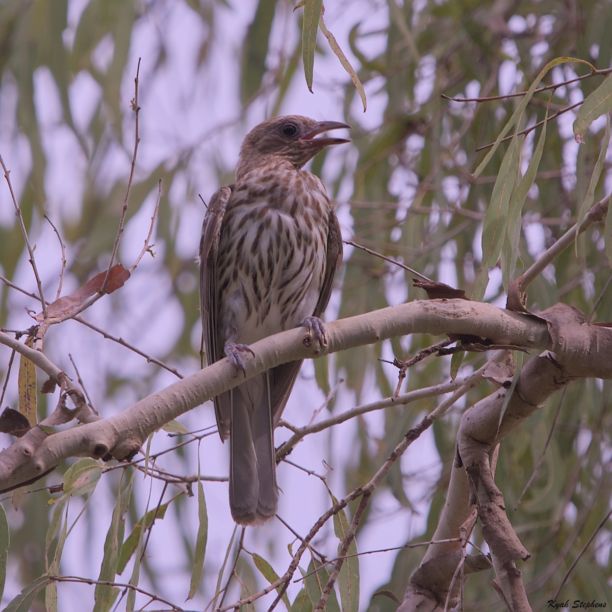 Australasian Figbird - ML612971396