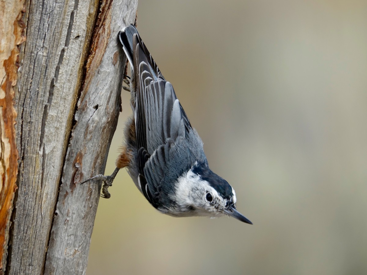White-breasted Nuthatch - mark lundgren