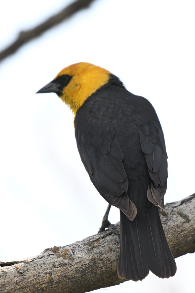Yellow-headed Blackbird - ML612971830