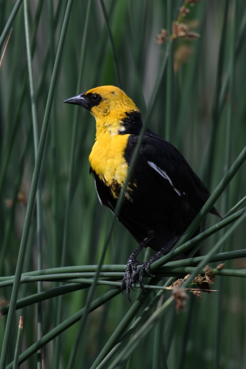 Yellow-headed Blackbird - ML612971831
