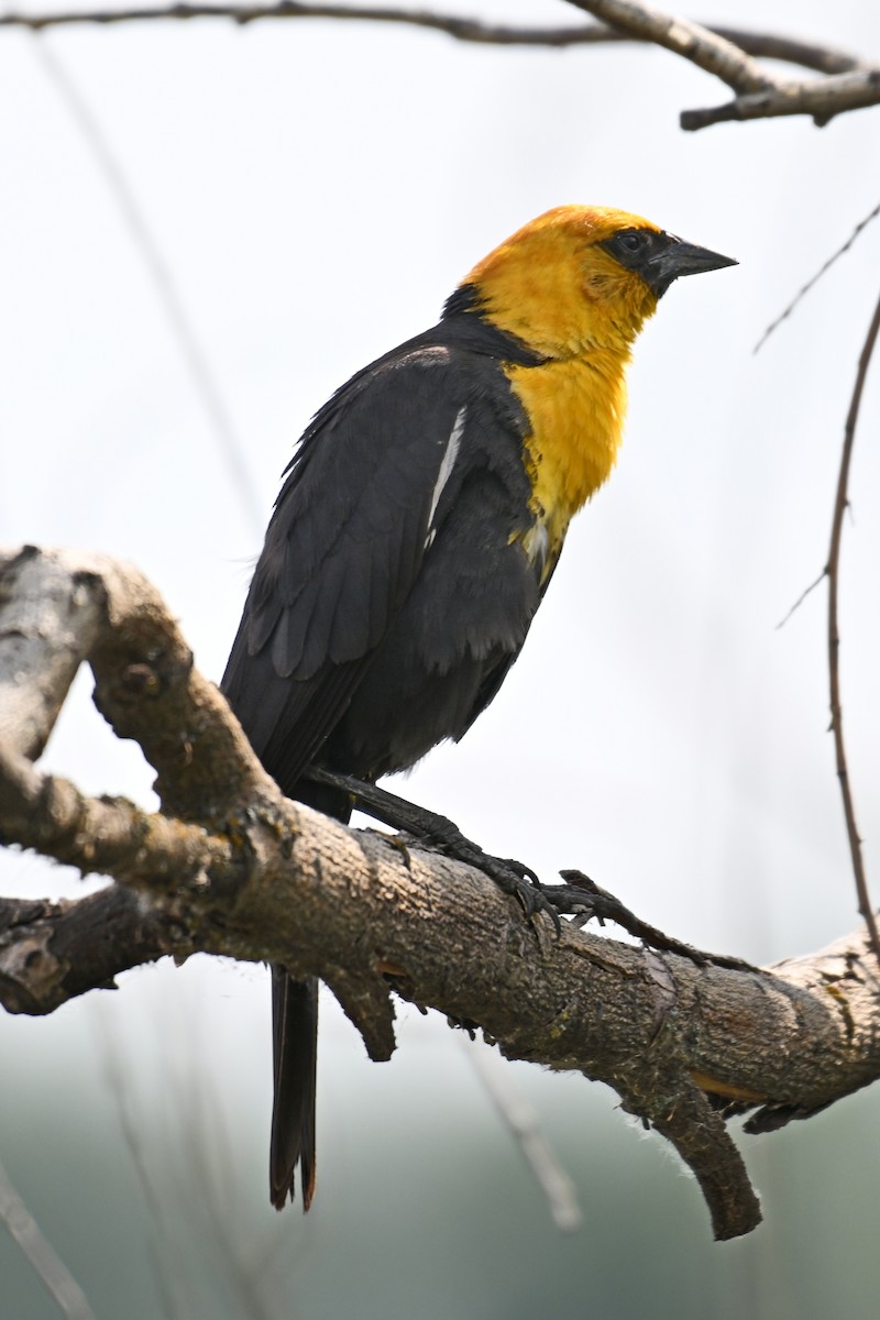 Yellow-headed Blackbird - ML612971832